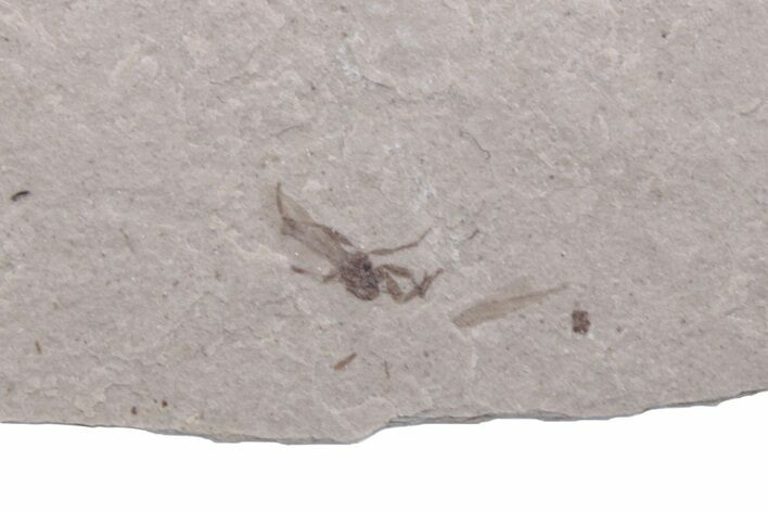 Fossil Fly (Diptera) - Ruby River Basin, Montana #216540